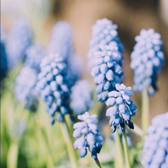 Meet your Posher, Bethanie - Picture 1 of 1